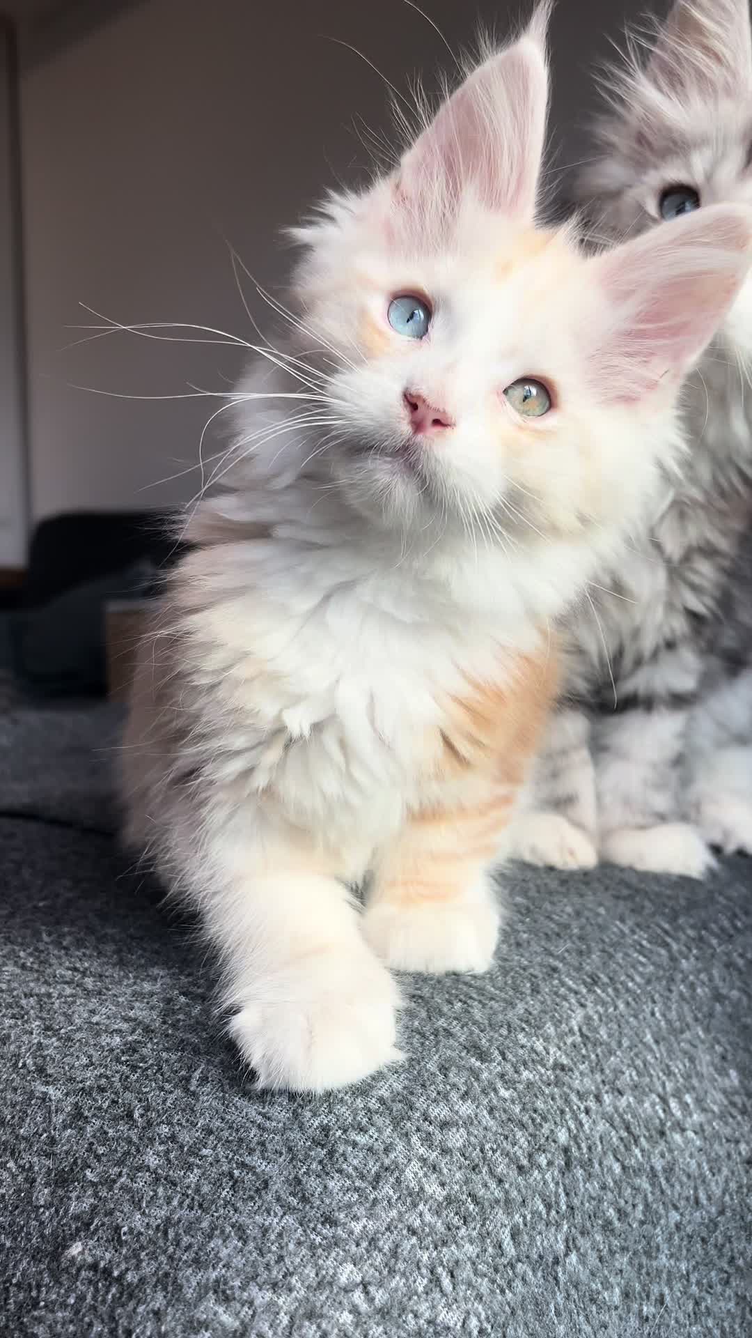 @WilderRegenbogenMaineCoon