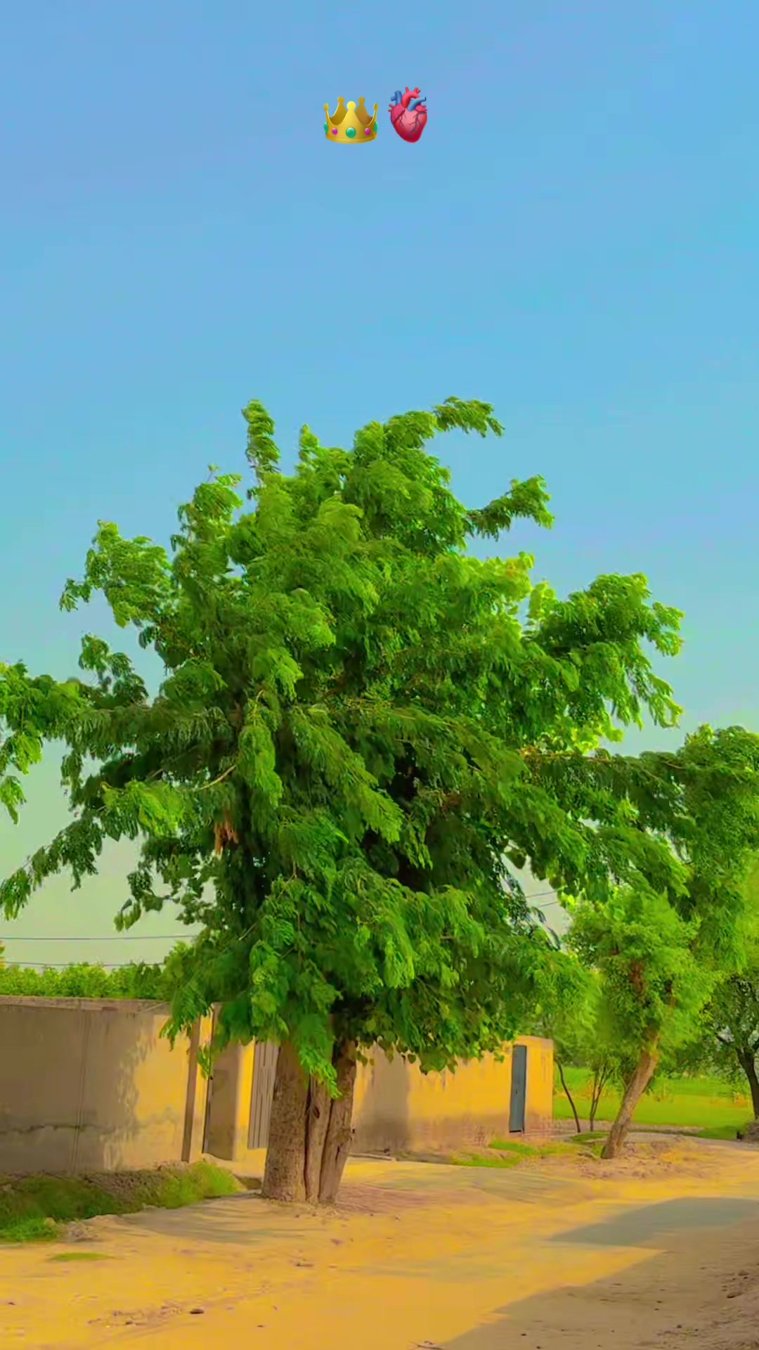 @پنجابی کلچر 🌾🍂