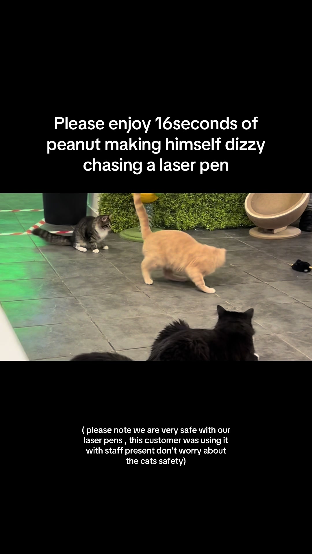 @Purrfect Caf&eacute;