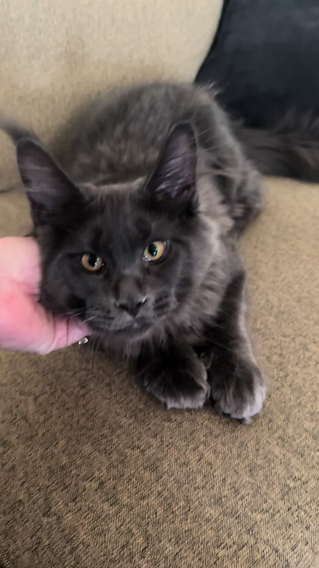 @StarKingdomMaineCoons