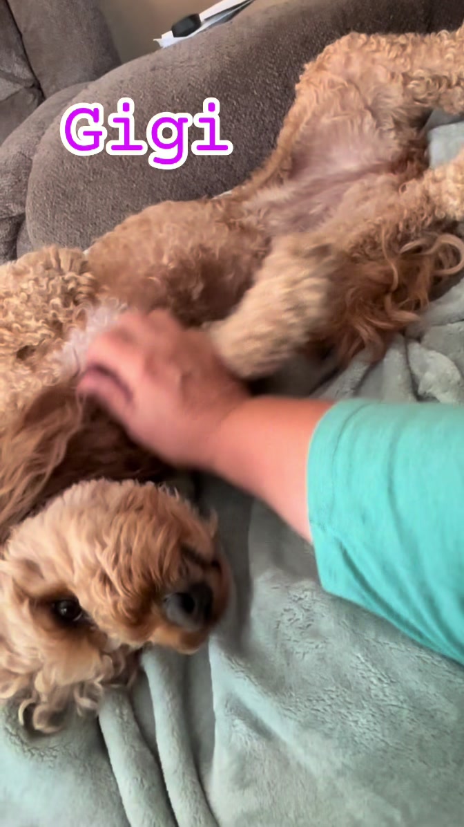 @K9StayCation