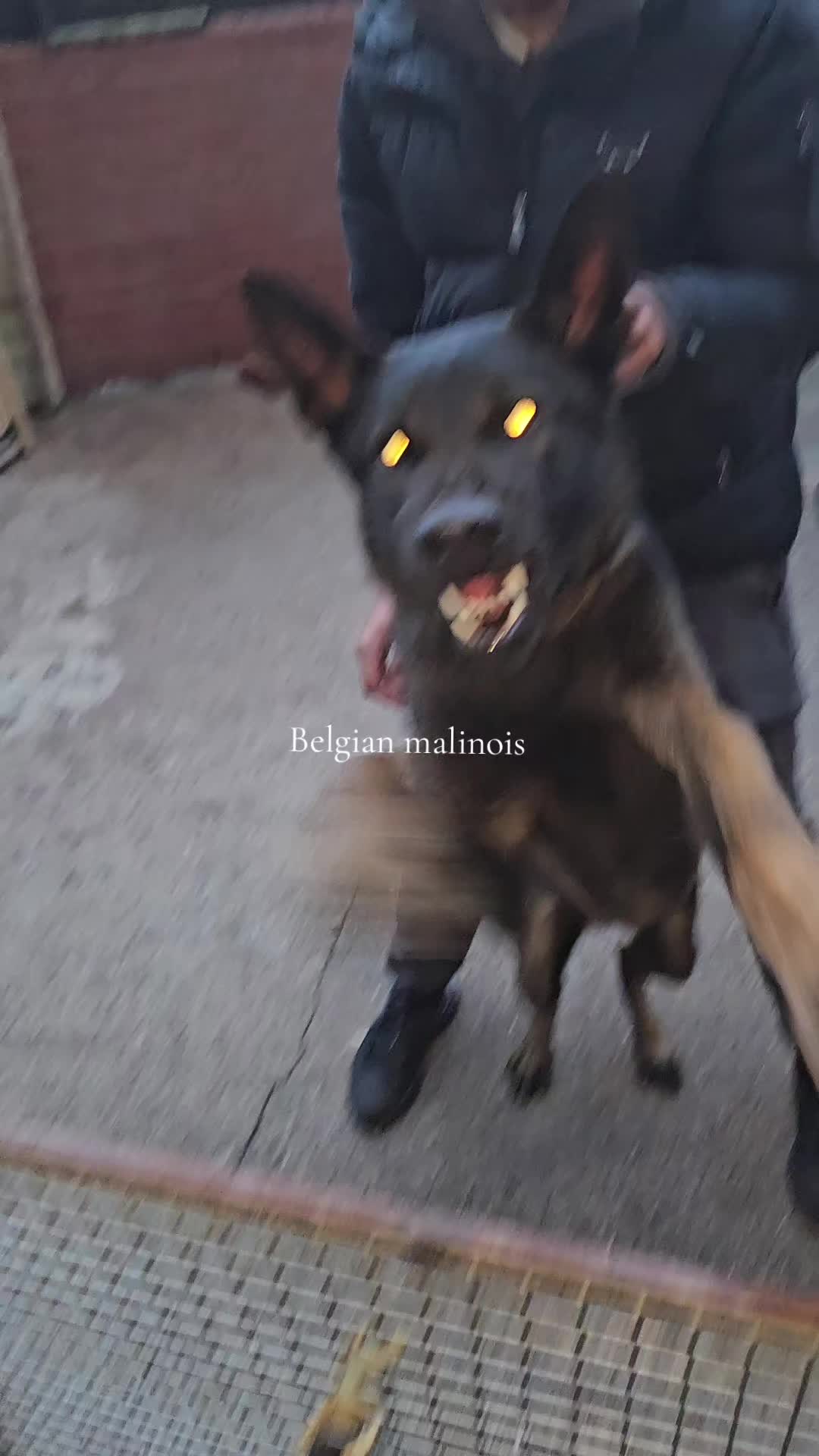 @K9Malinois