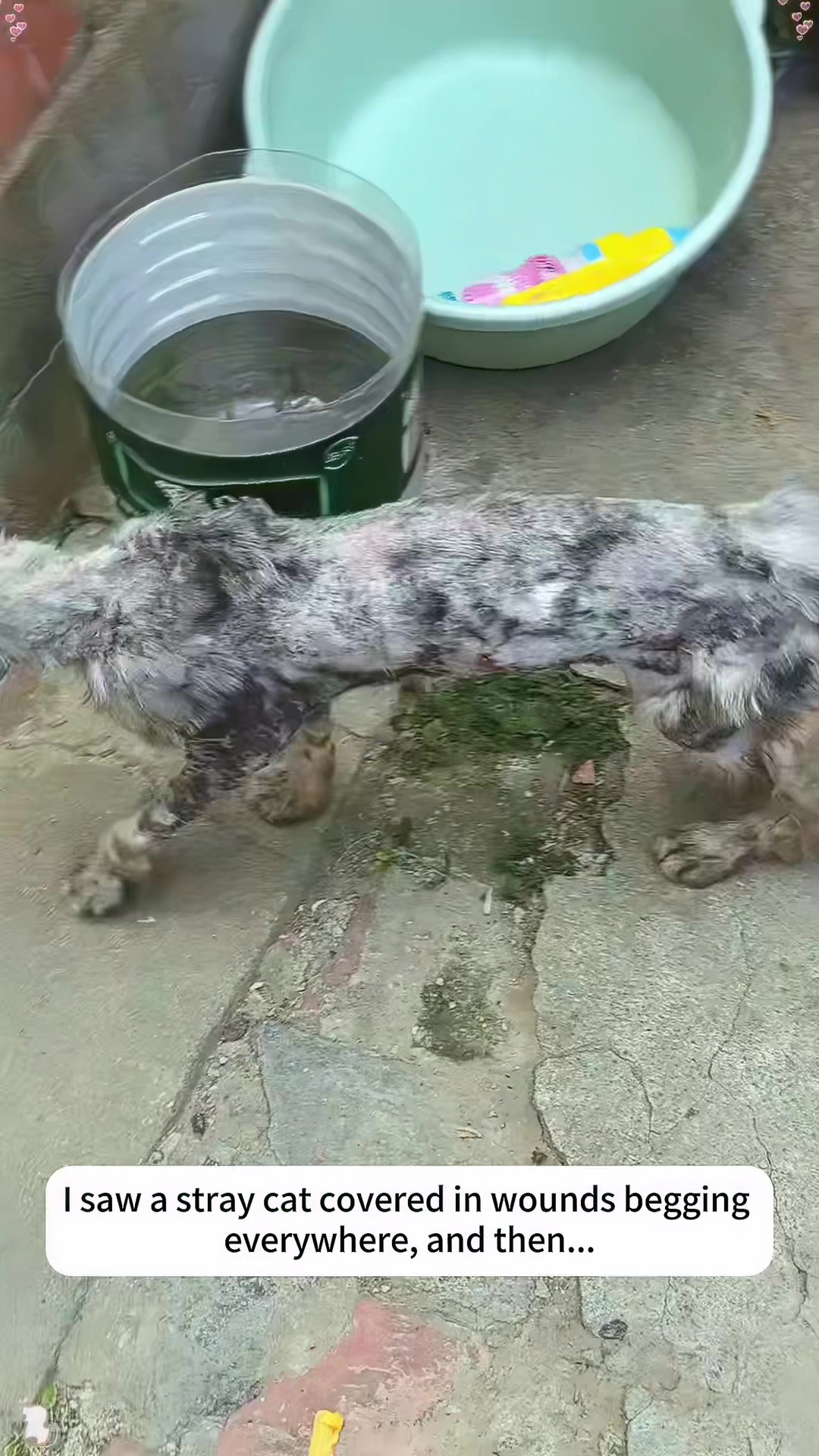 @rescuespet12