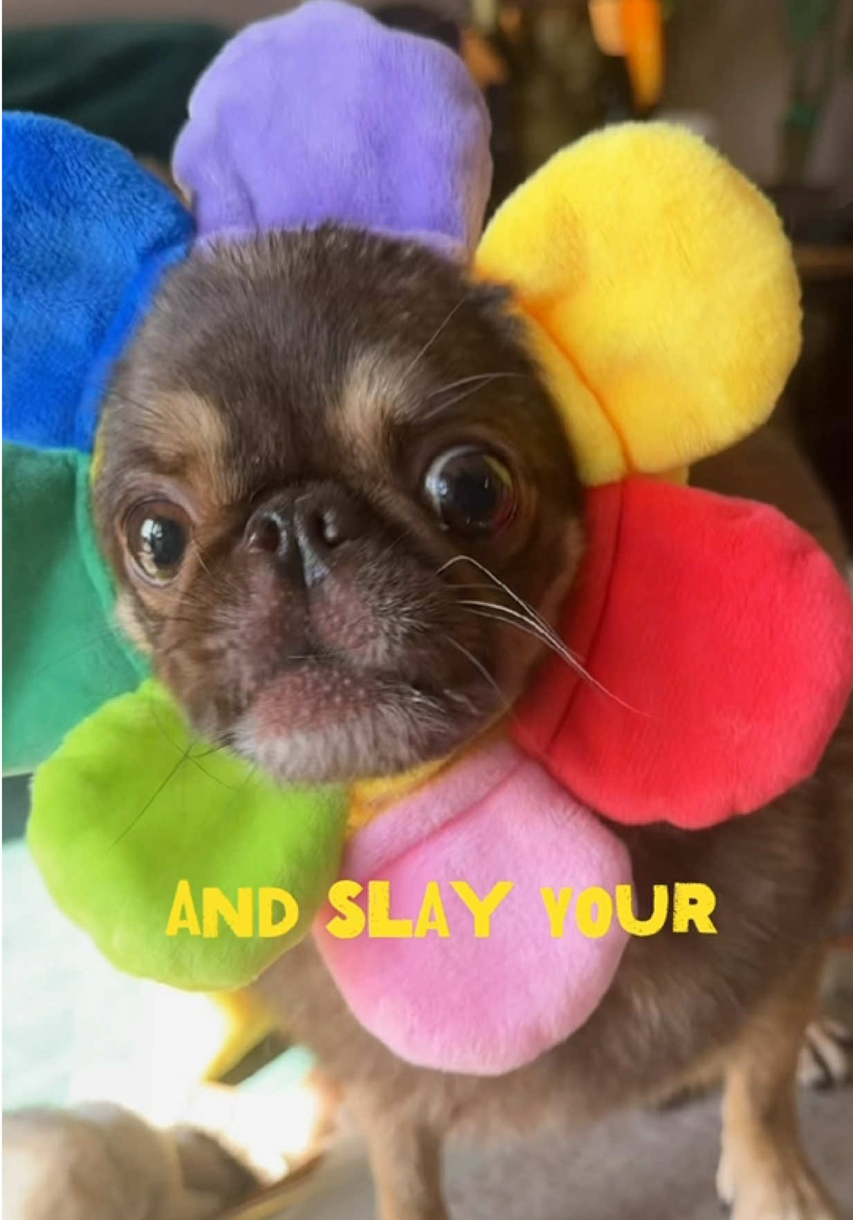 @ChilliThePug