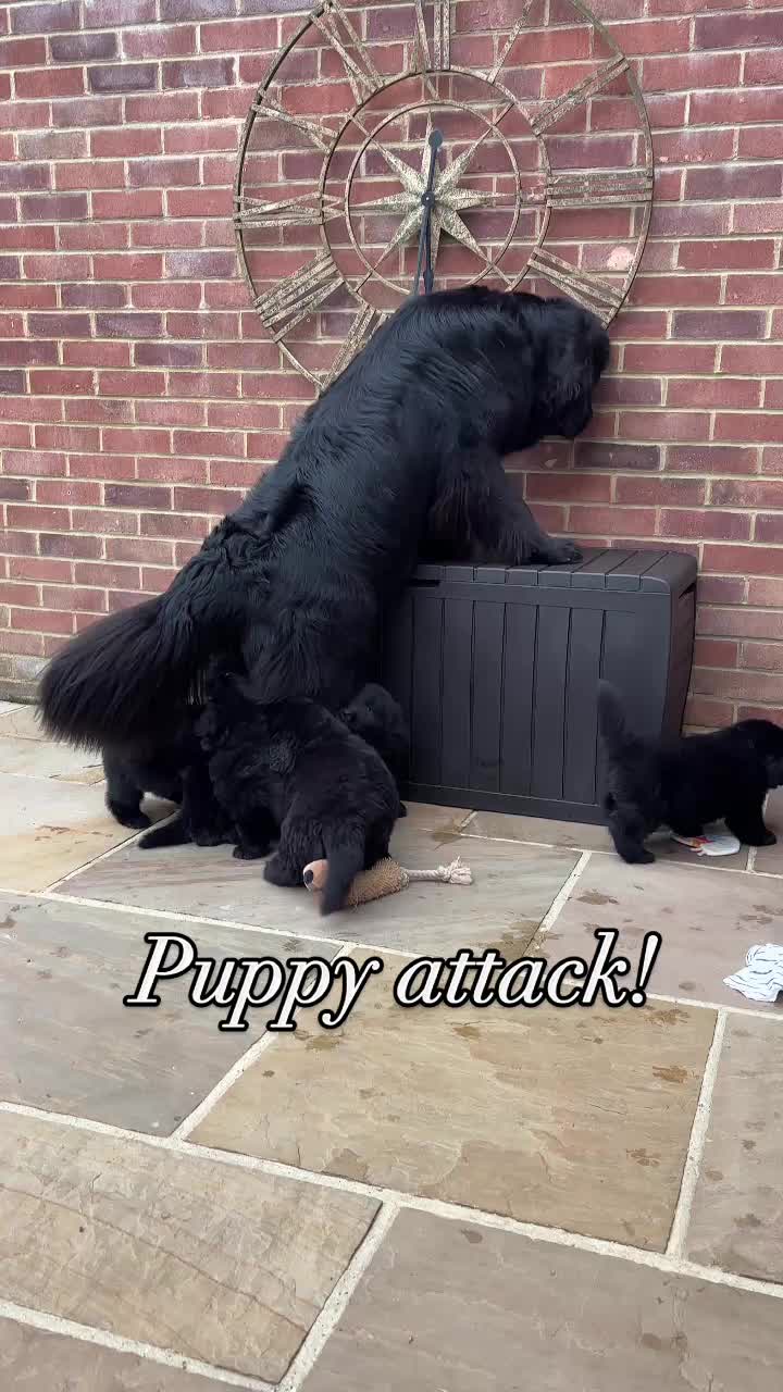 @Newfypups