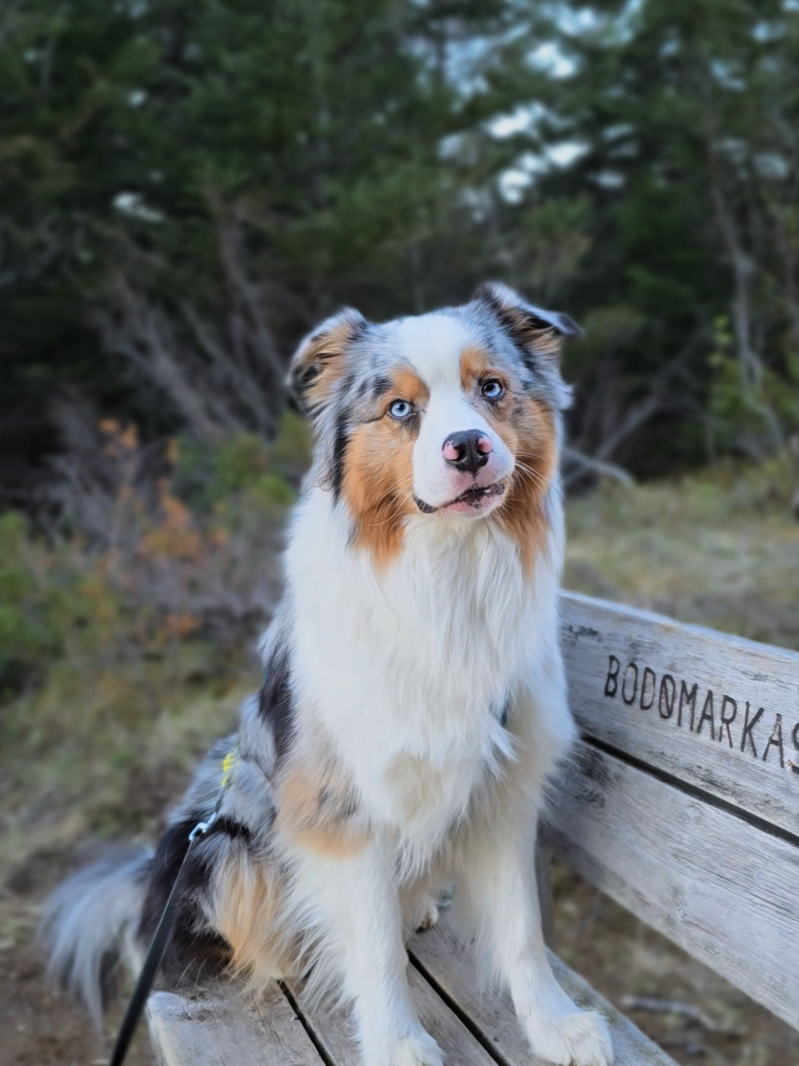 @mr.montytheaussie