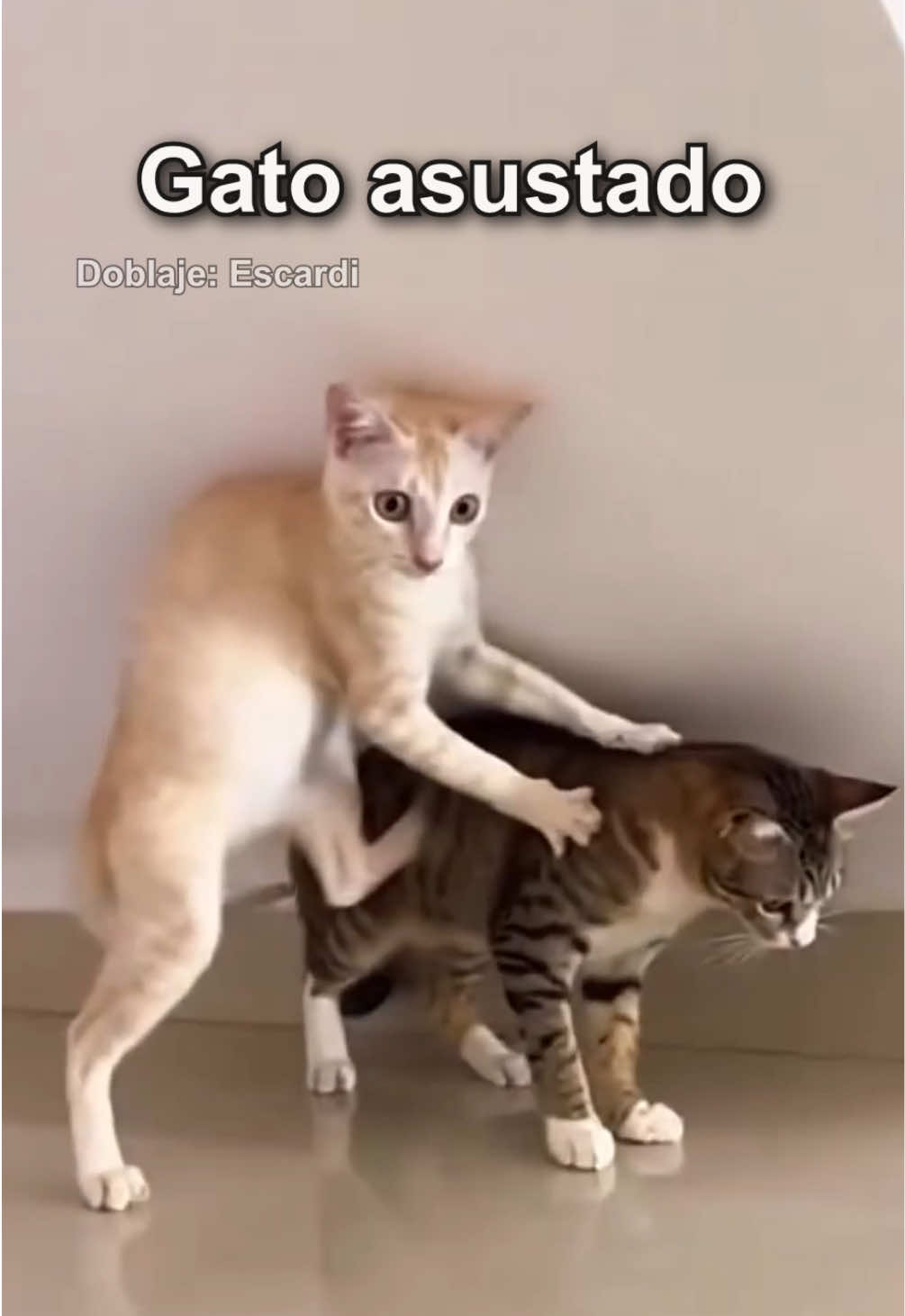 @Escardi