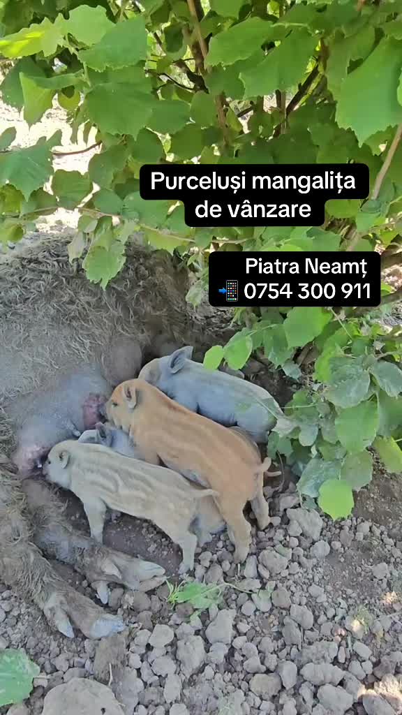 @bunatatidecasacristina