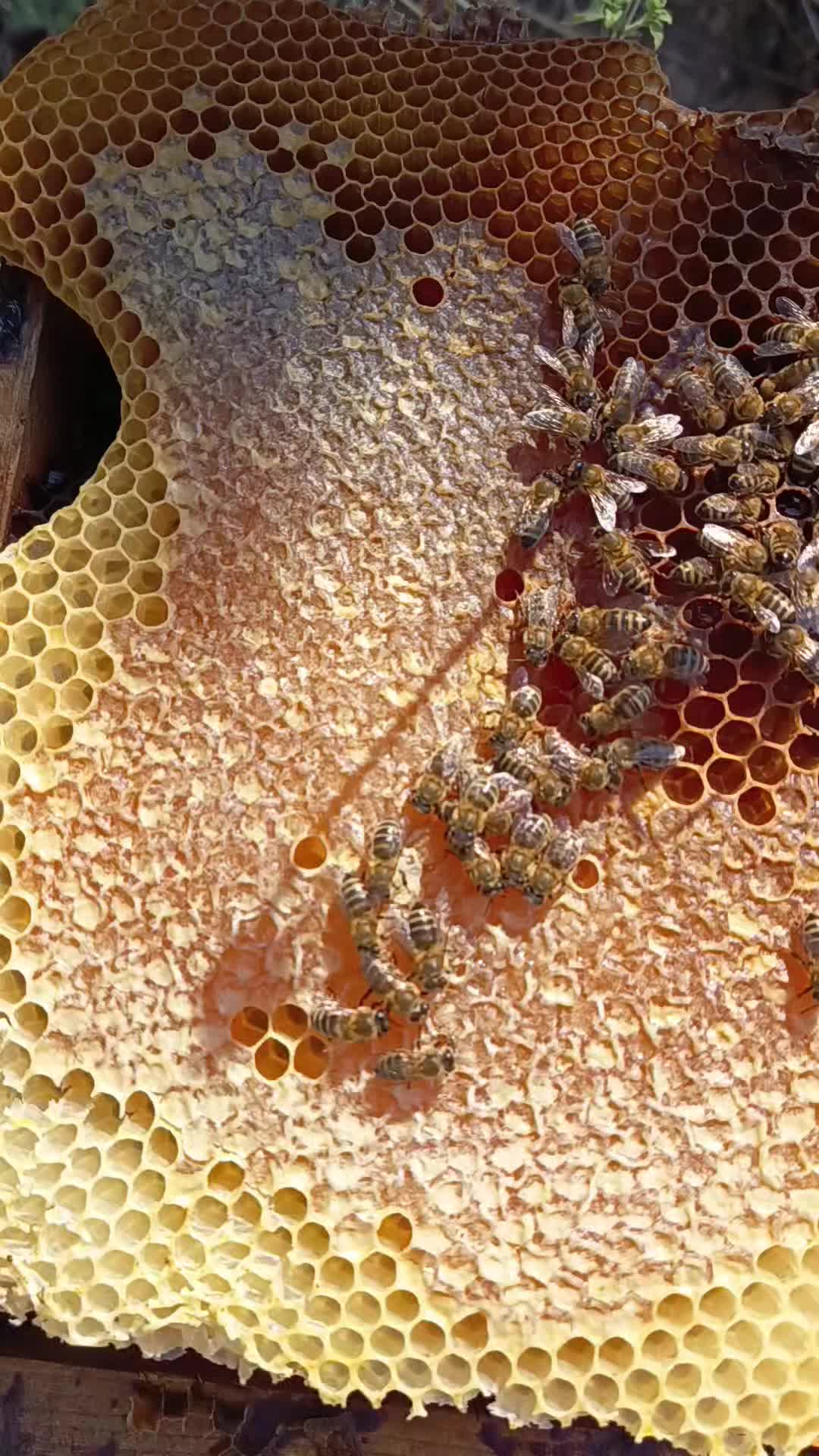 @epikonhoney