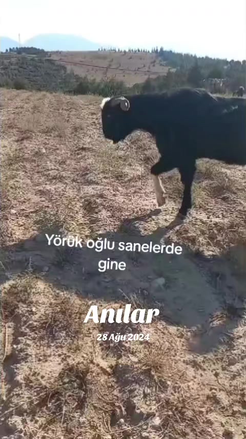 @Yörükoğlu Yaşar 20