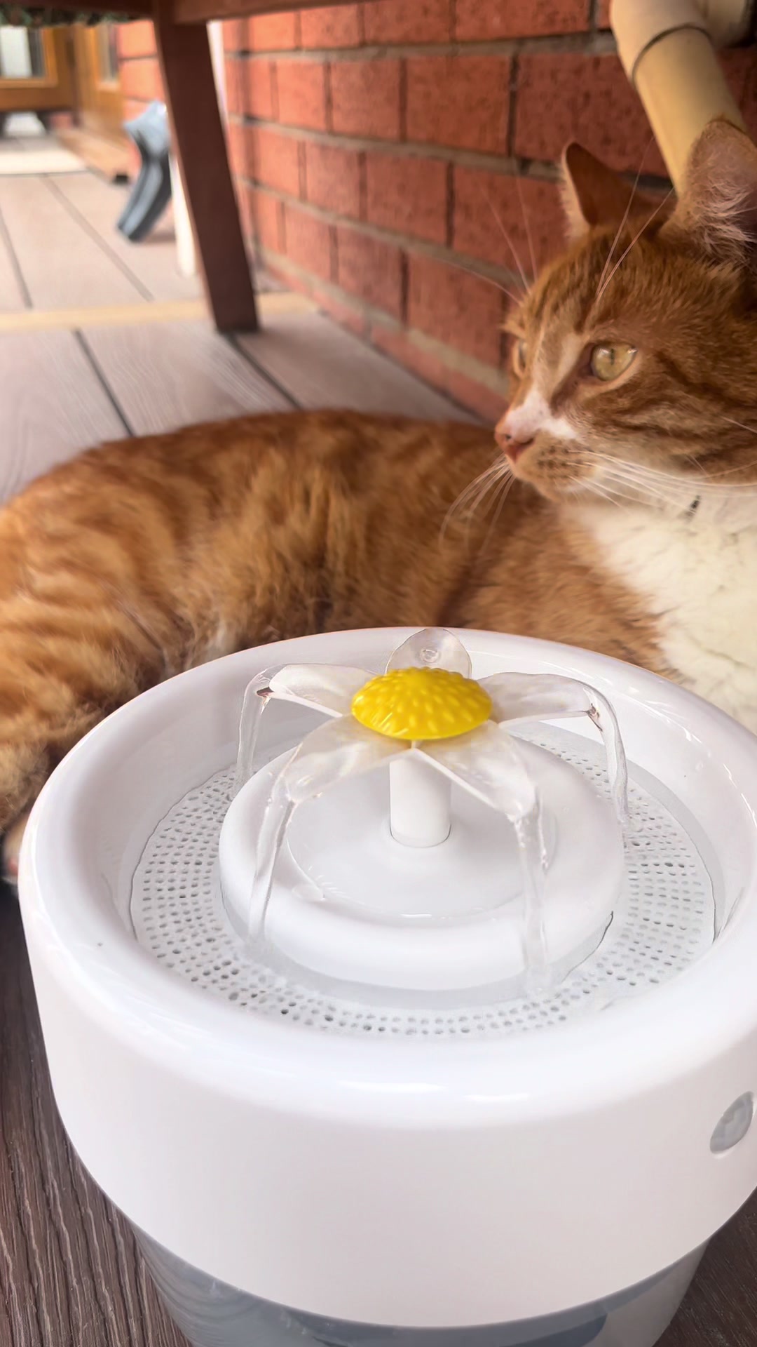 @Aloo The Cat