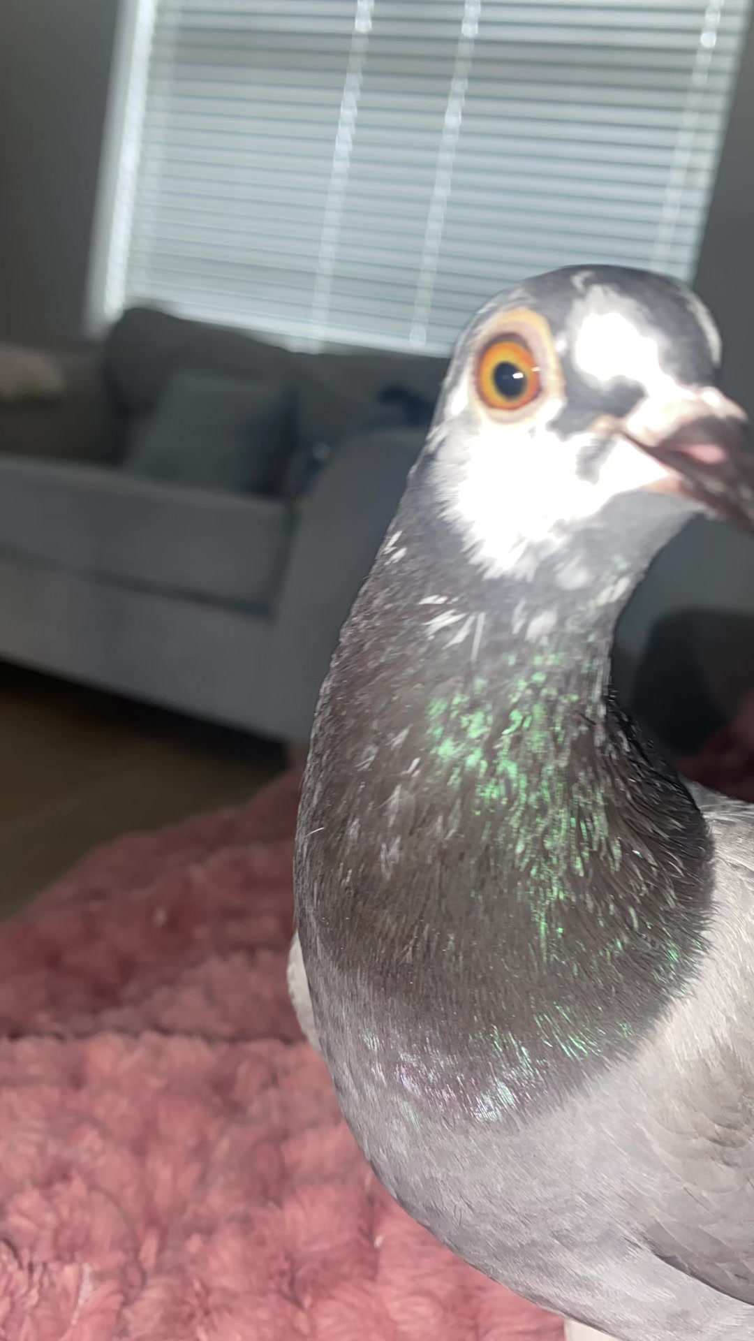 @whattheflock