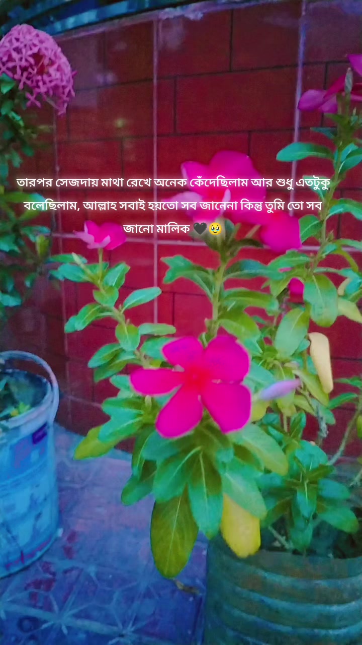 @Abida Farhan