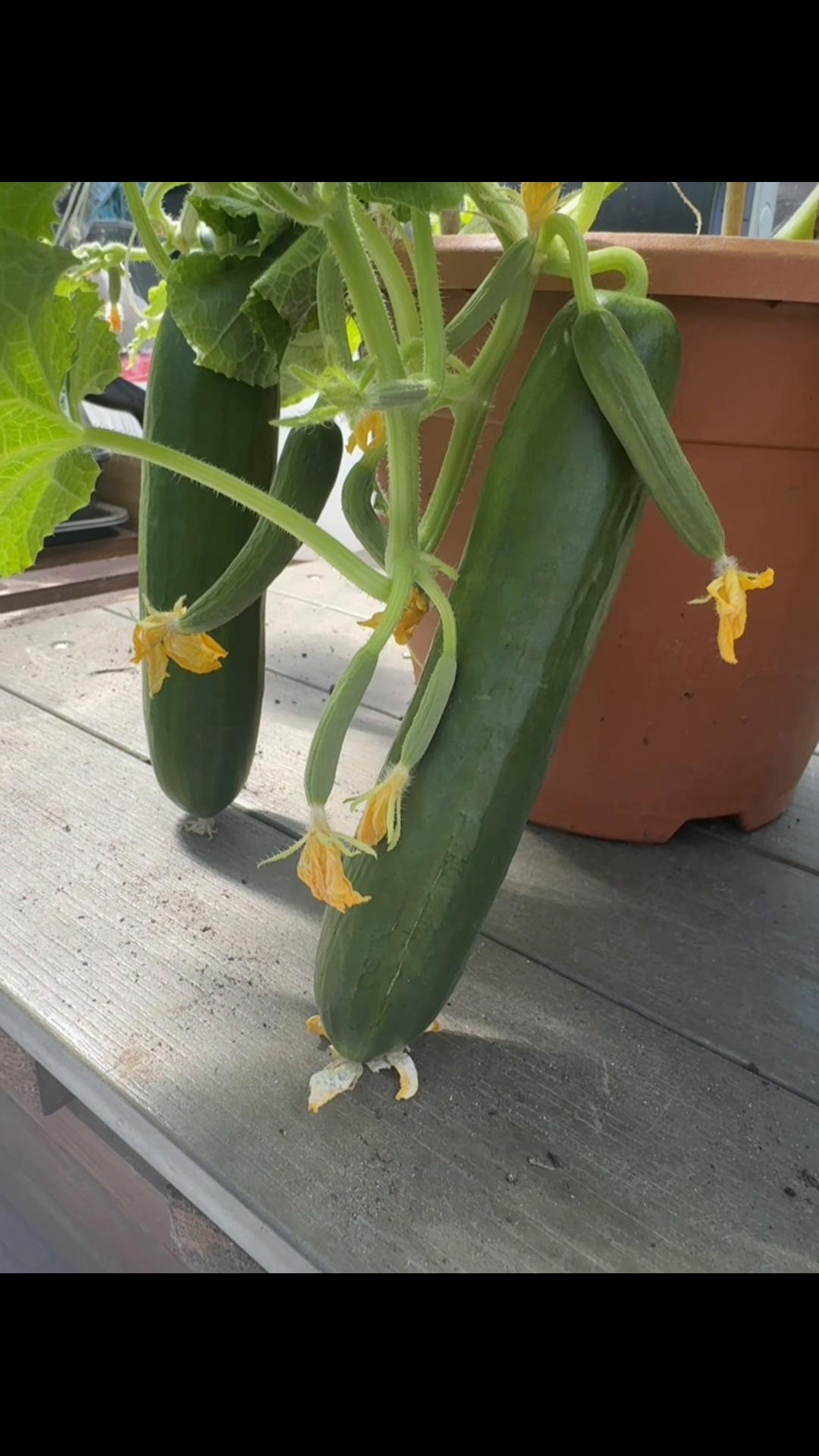 @Granddad Greenhouse