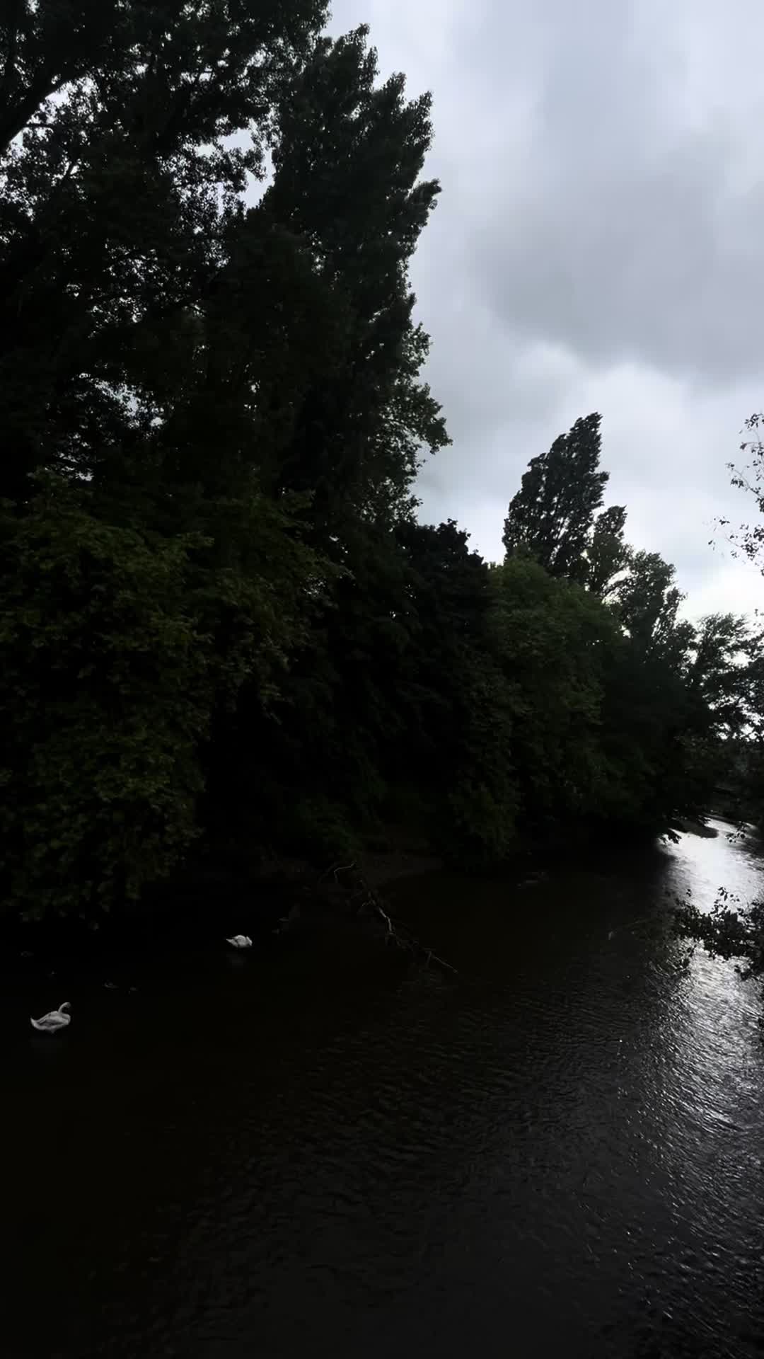 @𝒮𝓌𝒶𝓃🦢