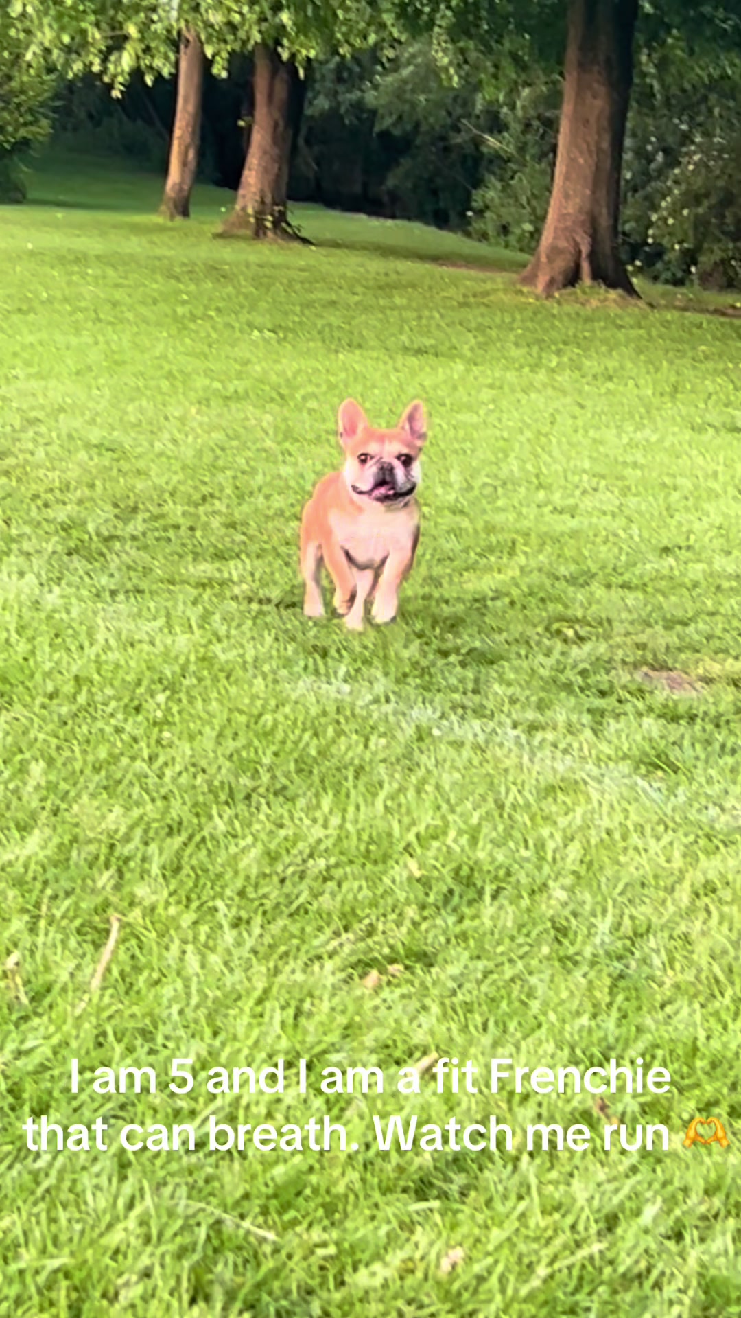 @perfectibull_uk
