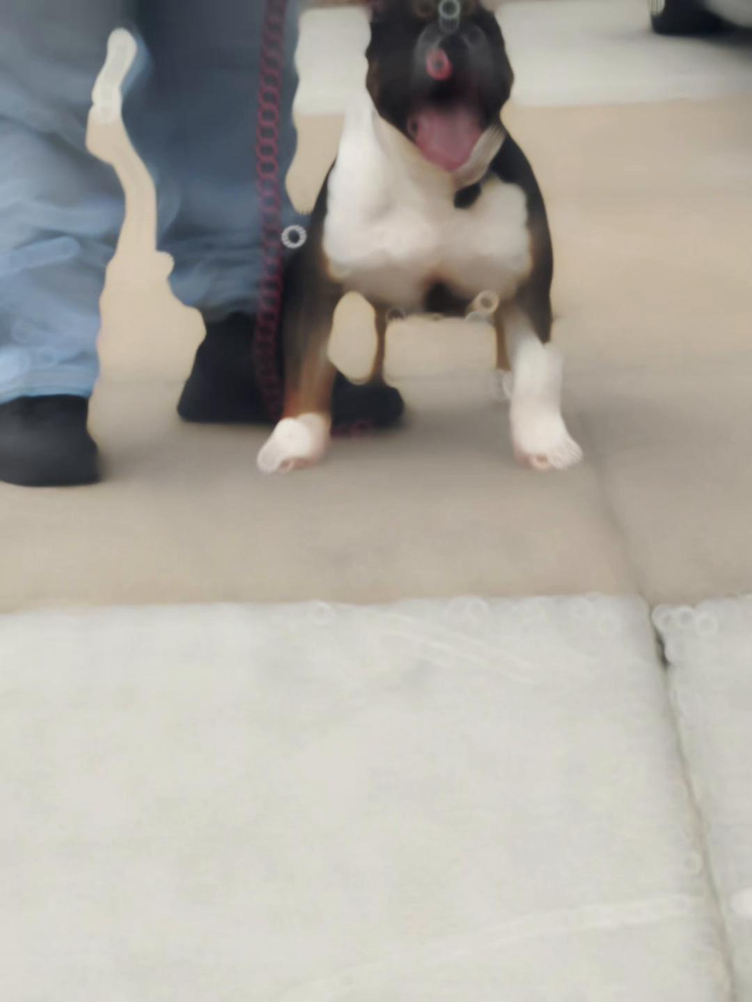 @Scooterzbullyz LLC