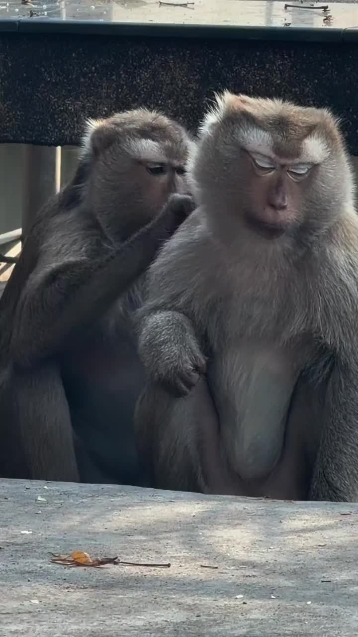 @Monkeyking❤