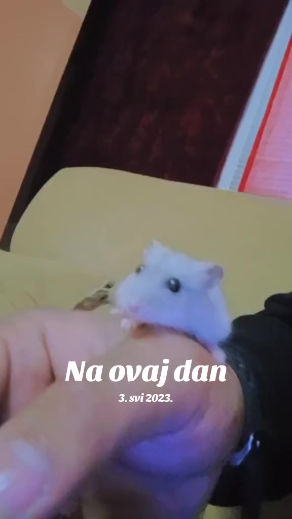 @crni vuk