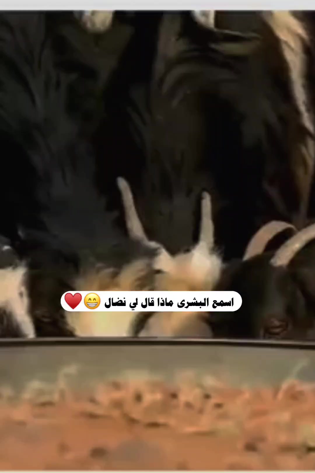 @𝑨𝑳𝒐𝒔𝒉'♡