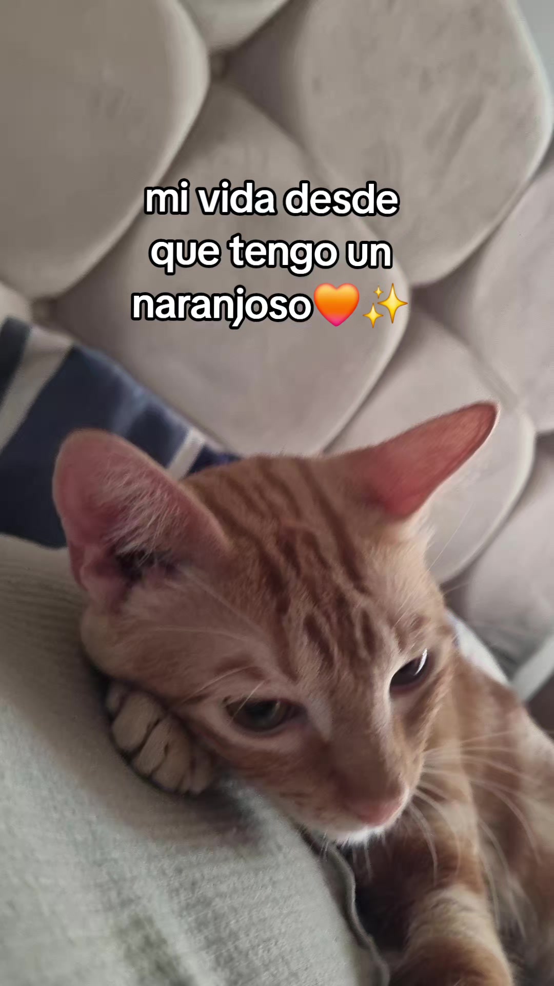 @Keren🐱✨️