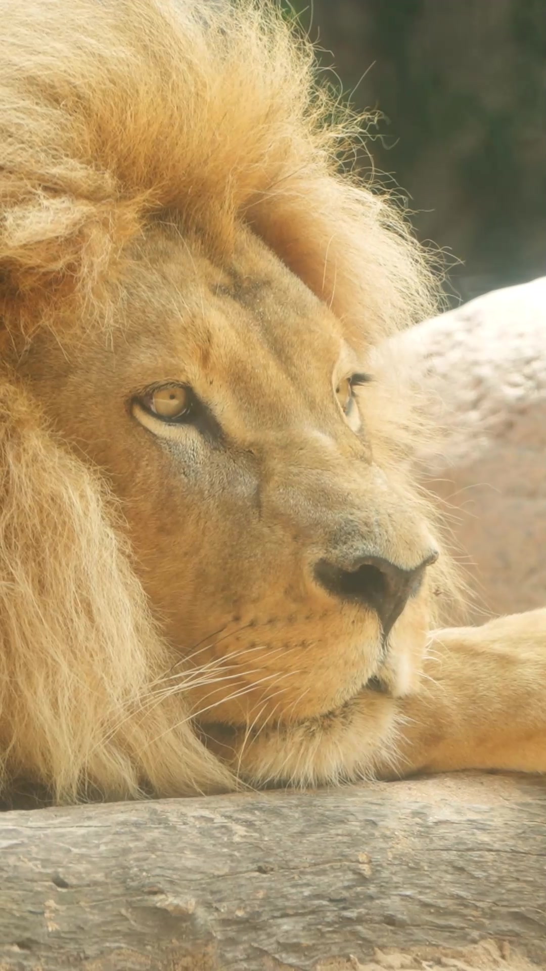 @Loro Parque