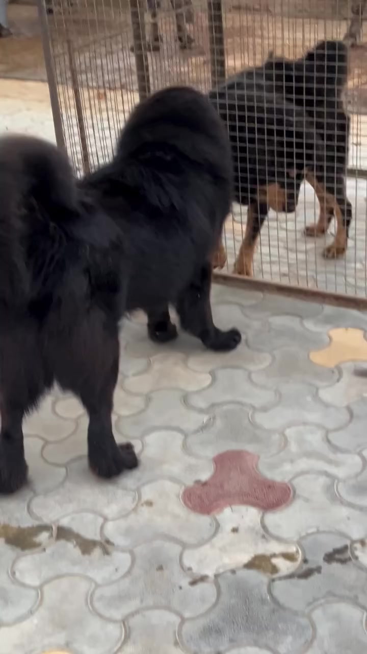 @Kashmiri_Bakrwal_Dog