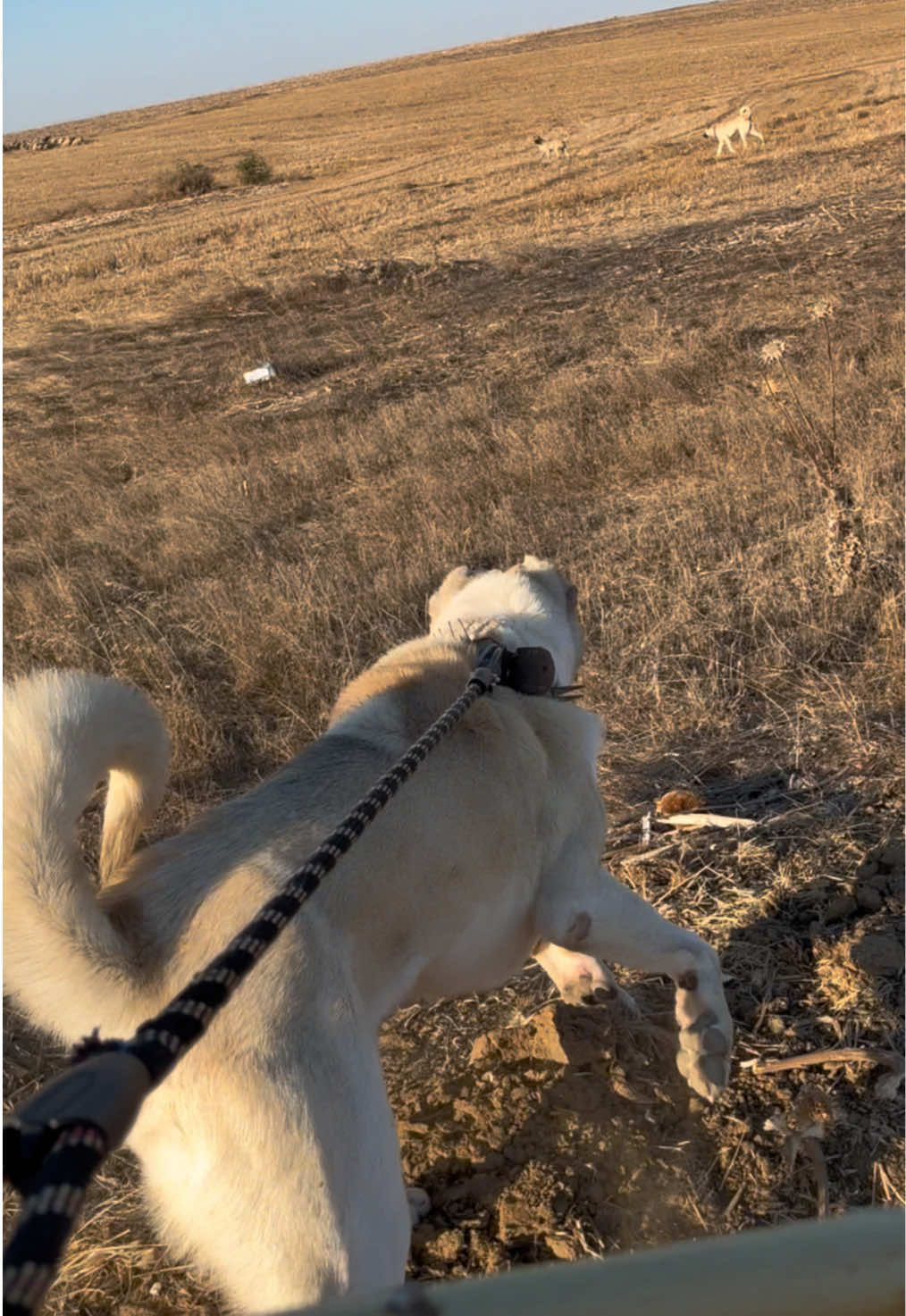 @💥K&ouml;rpe Kennels💥