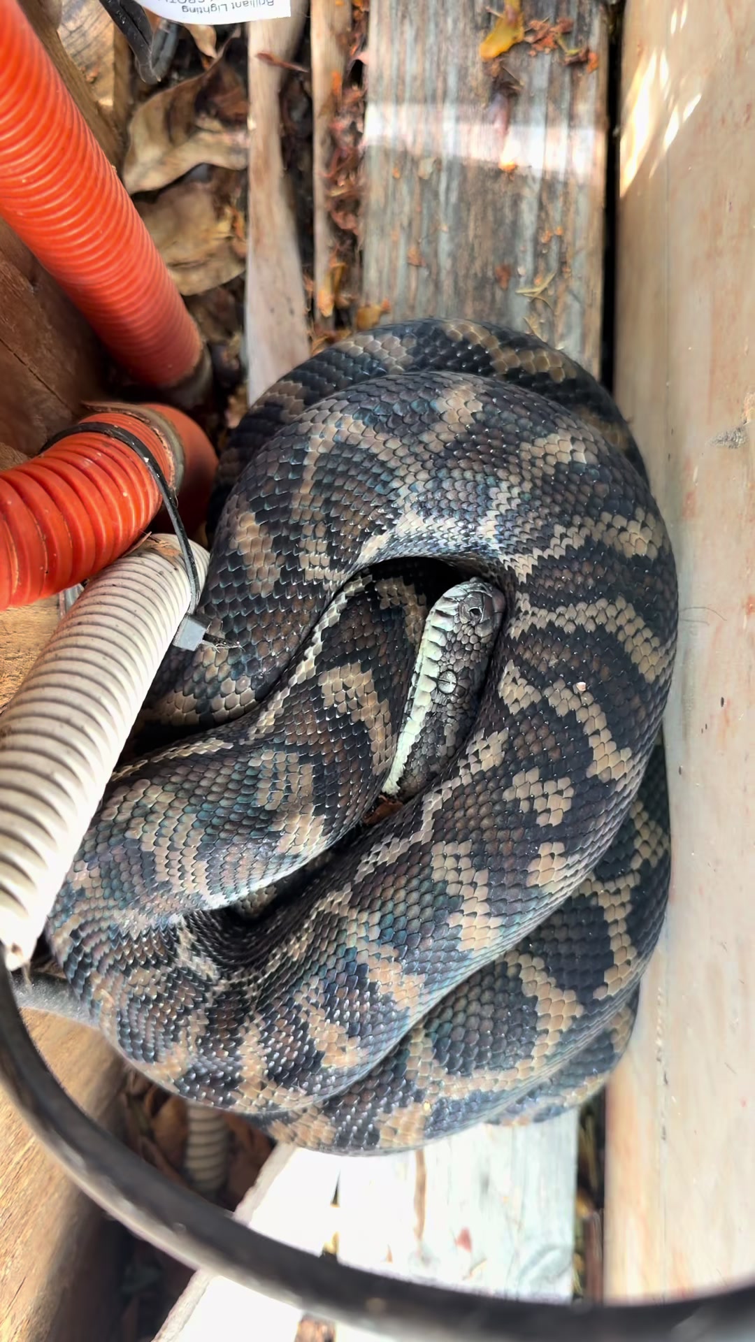 @Snake Catcher Dan