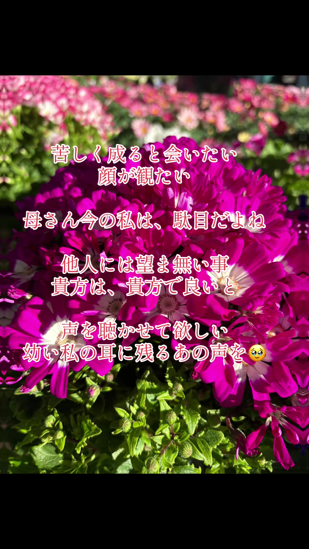 @圭