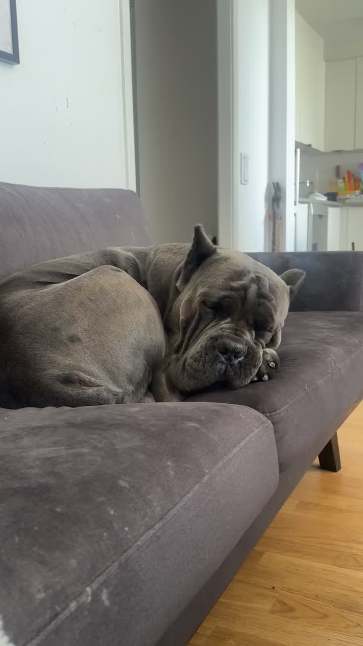 @CaneCorsoAres