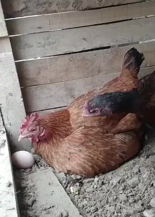 @Fr321