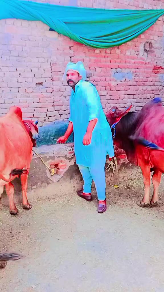 @Ch M Shahzad gujjar