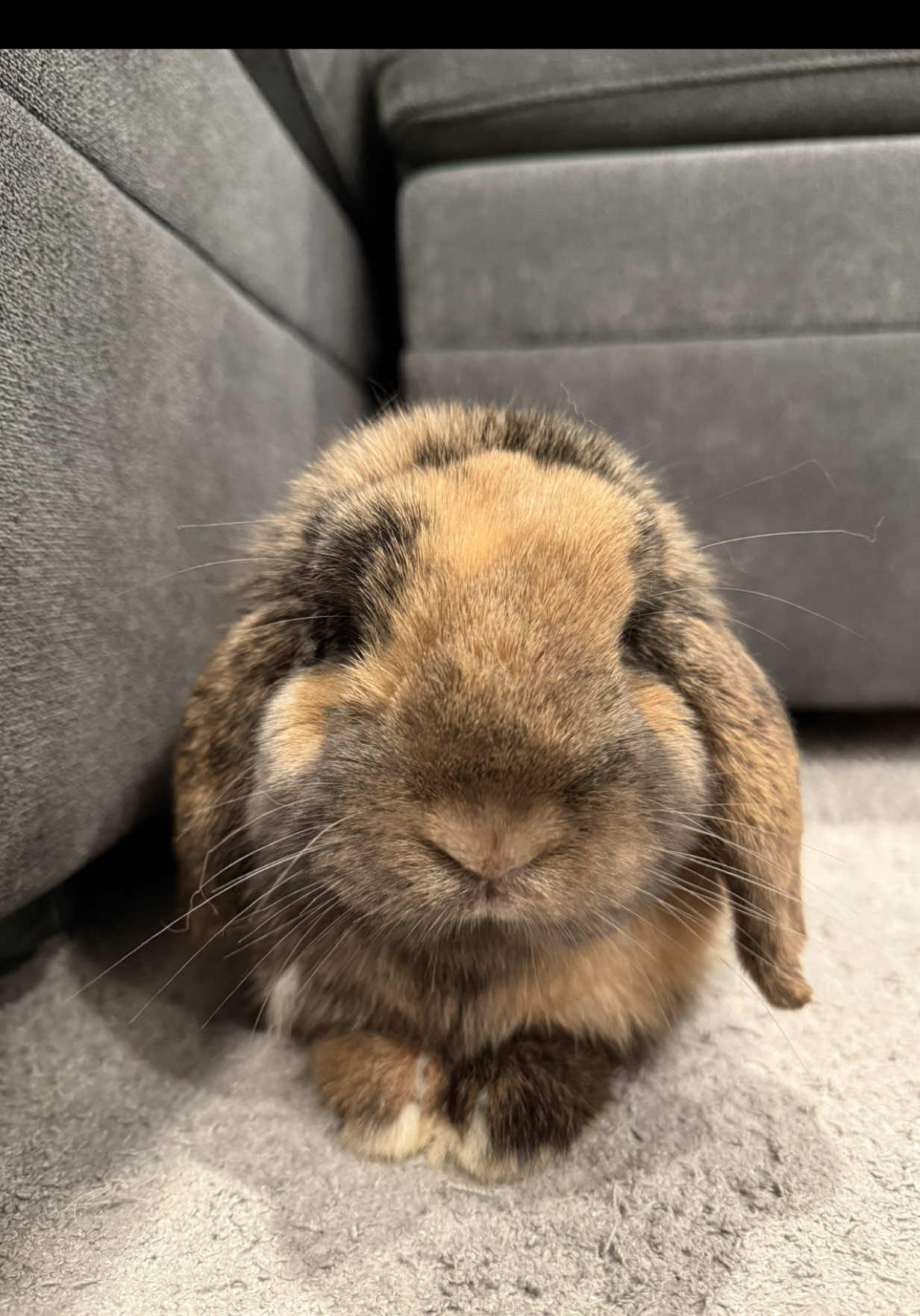 @Cookie and Twix the Bunnies
