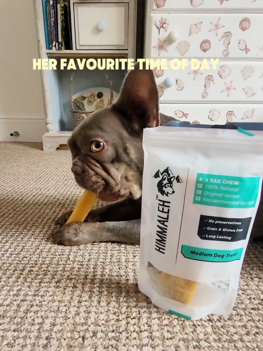 @Dog Stuff 🐕