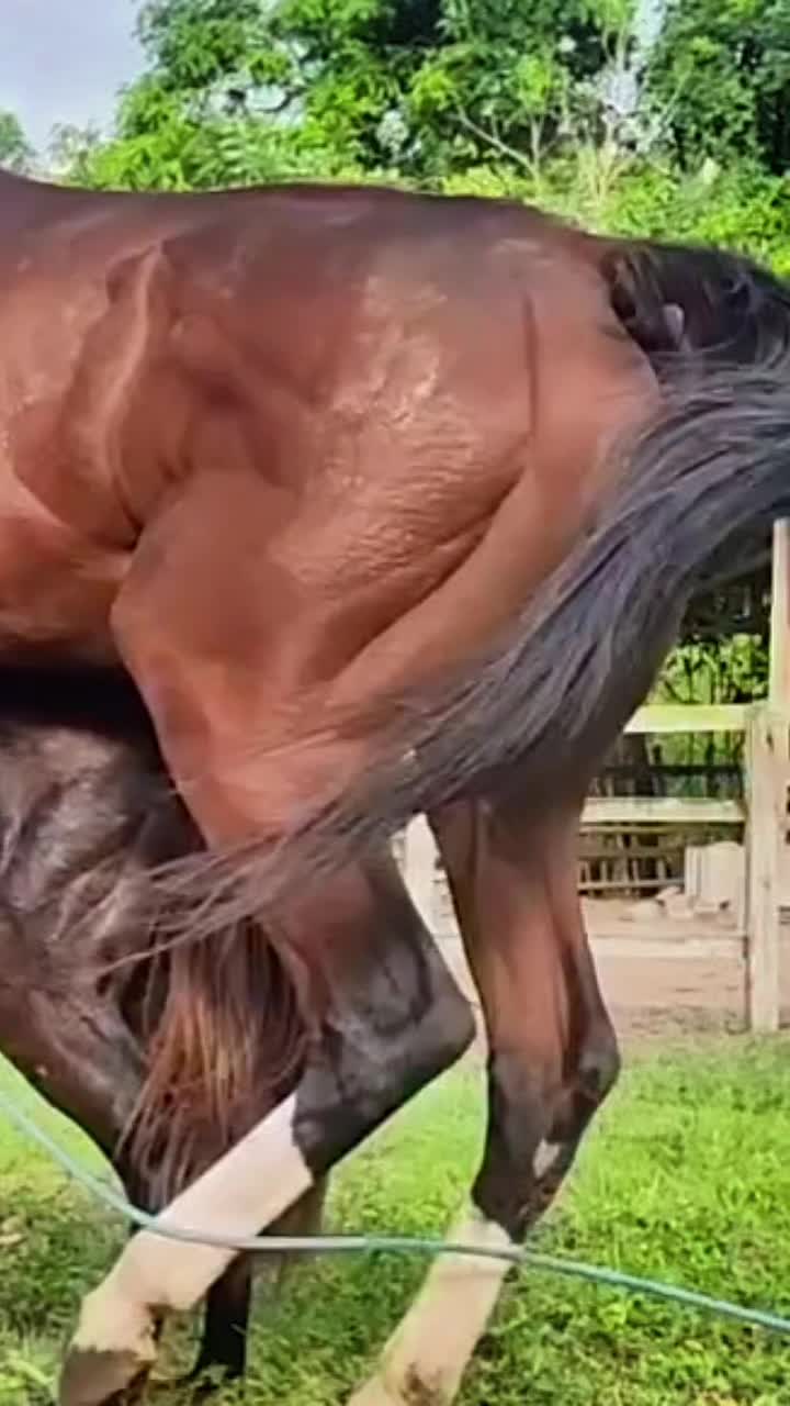 @horsebreeder