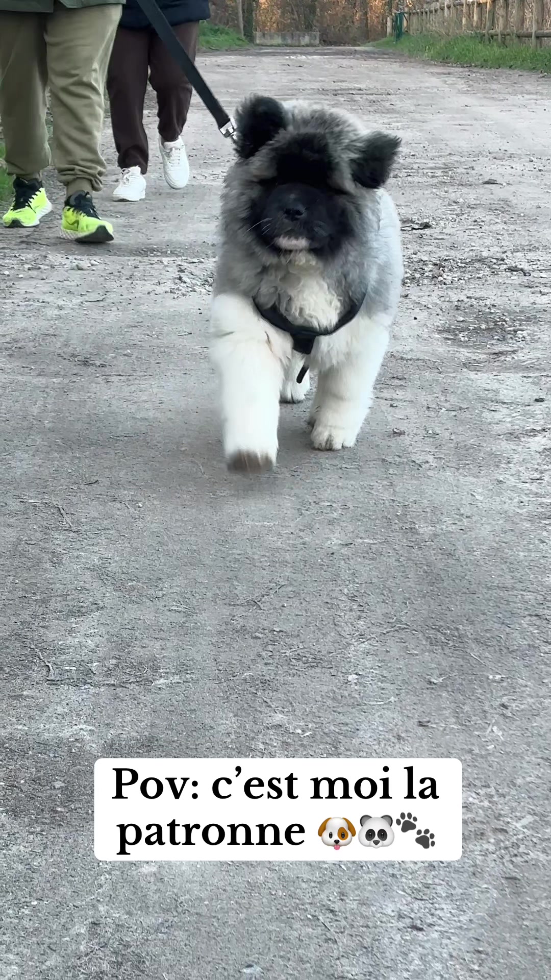 @Moon 🐶🐼🐾