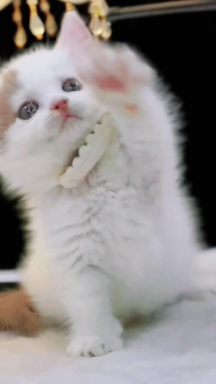 @fuyncats