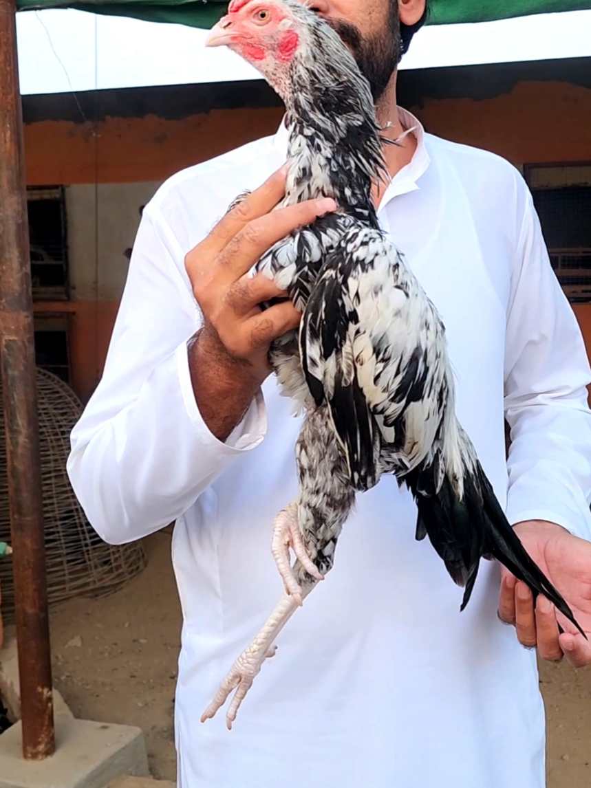 @Sajjad Aseel Farm