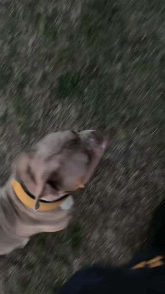 @certidogzuk