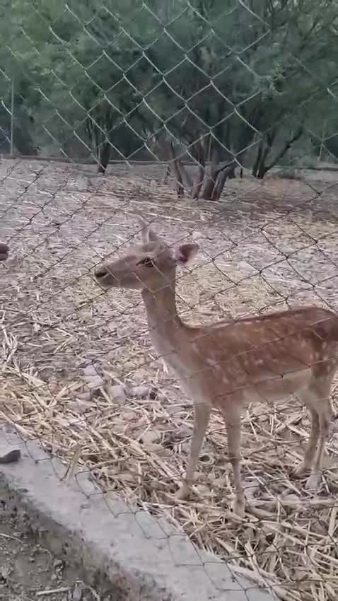 @Kohat_ka_dil