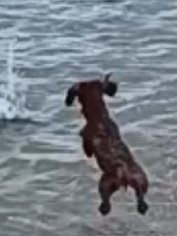 @🐕Mountain Bertie 🐕