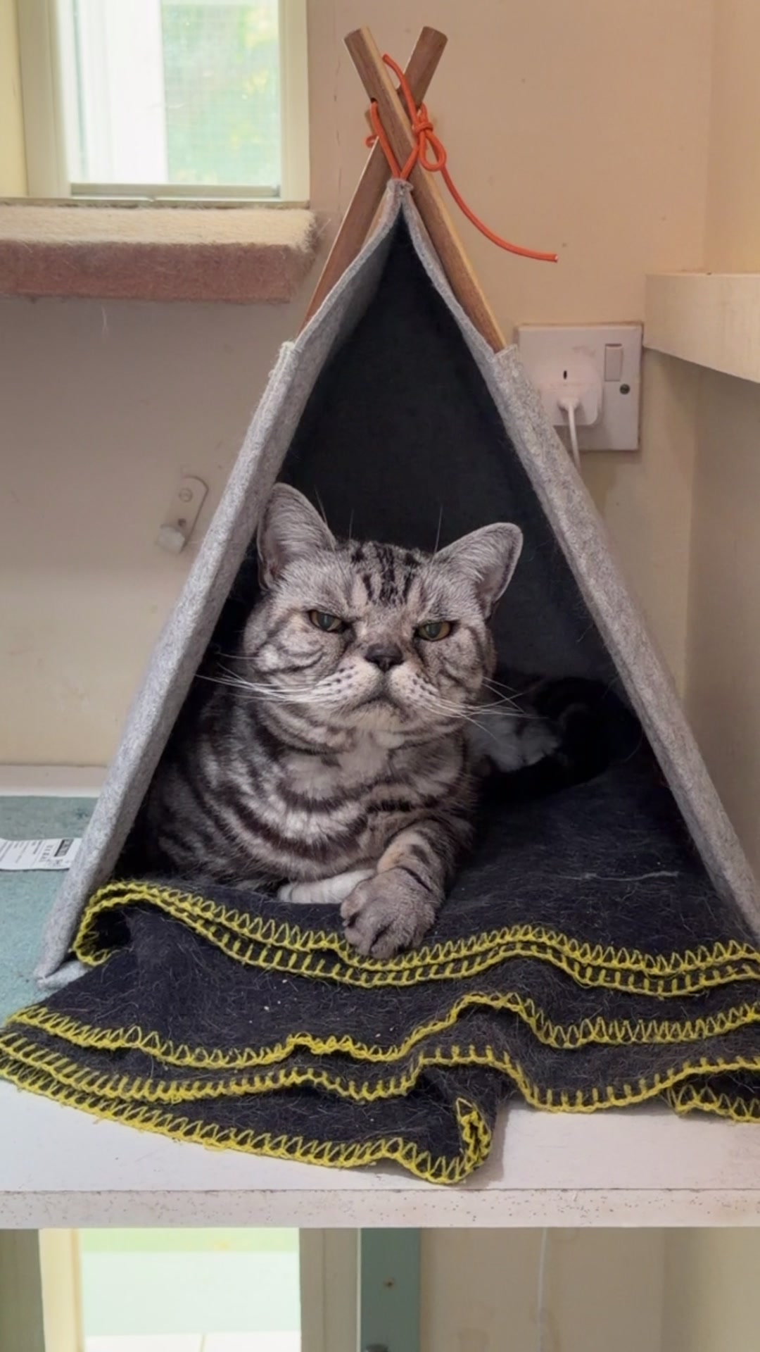@Herongate Village Cattery