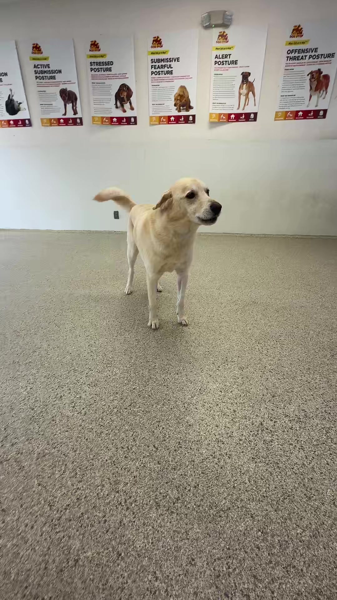 @The Dog Stop, Stuart FL๐๐พ๐