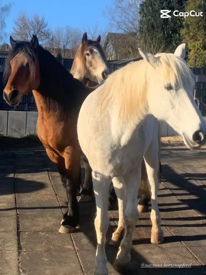 @🐴sophie🐴