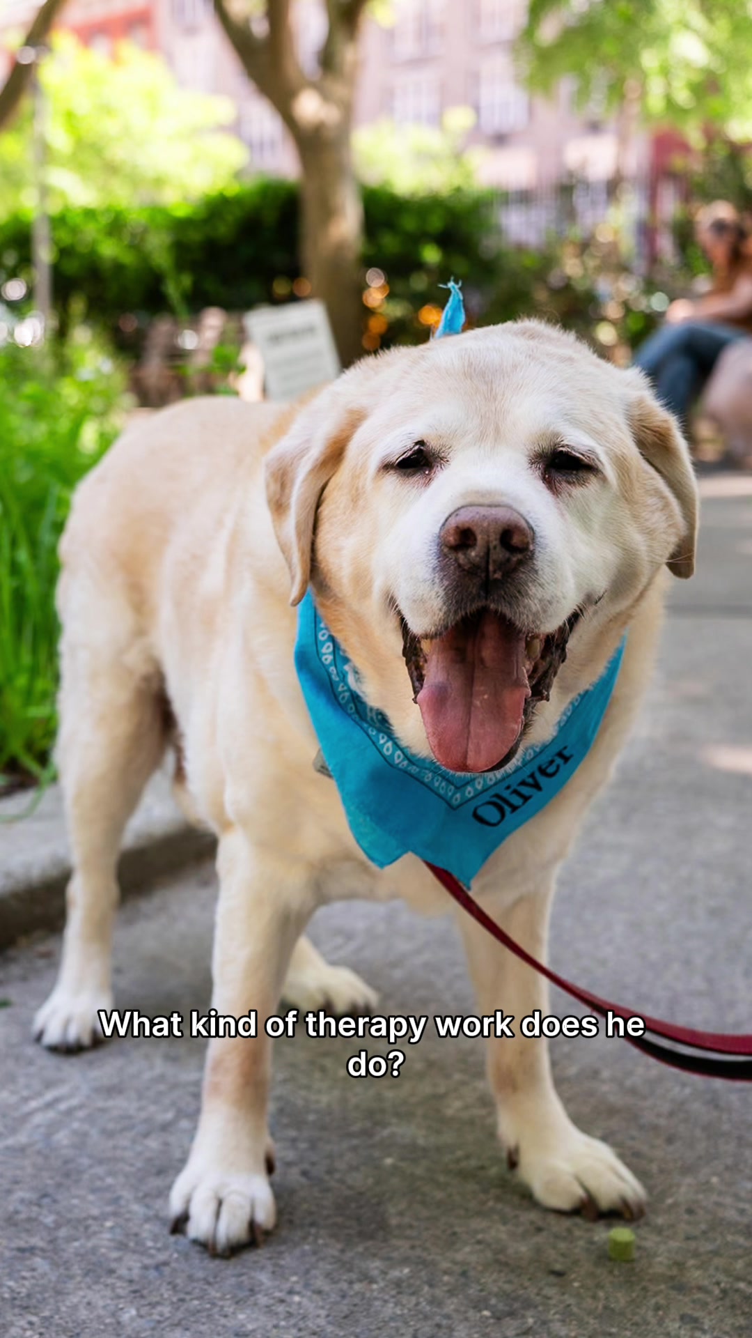 @The Dogist