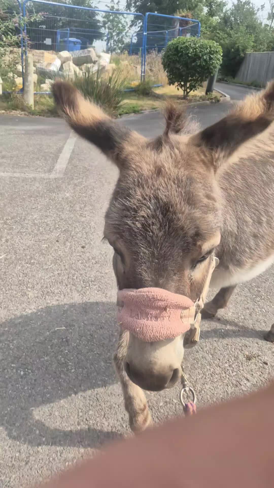 @Kellys Donkeys & 2nd Chance F