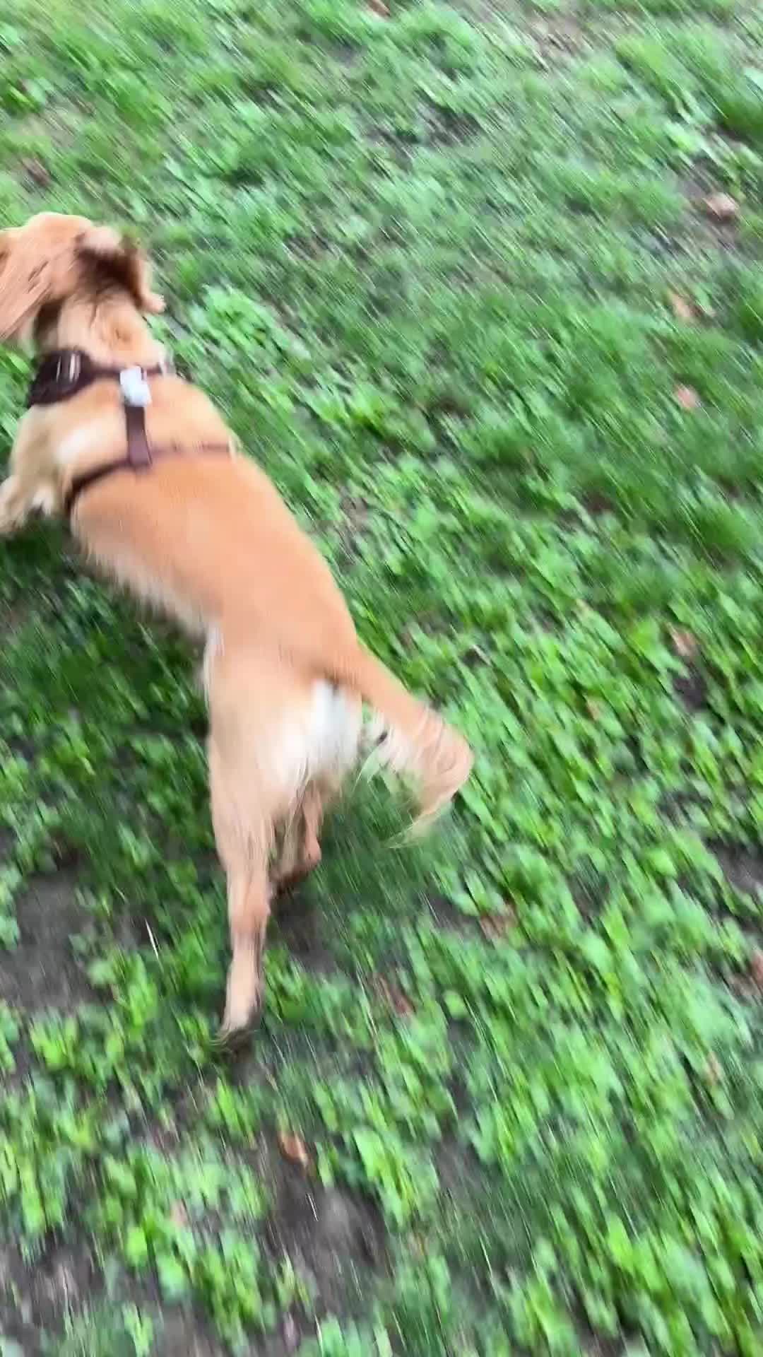 @Jamie of Burnsbys Walkies
