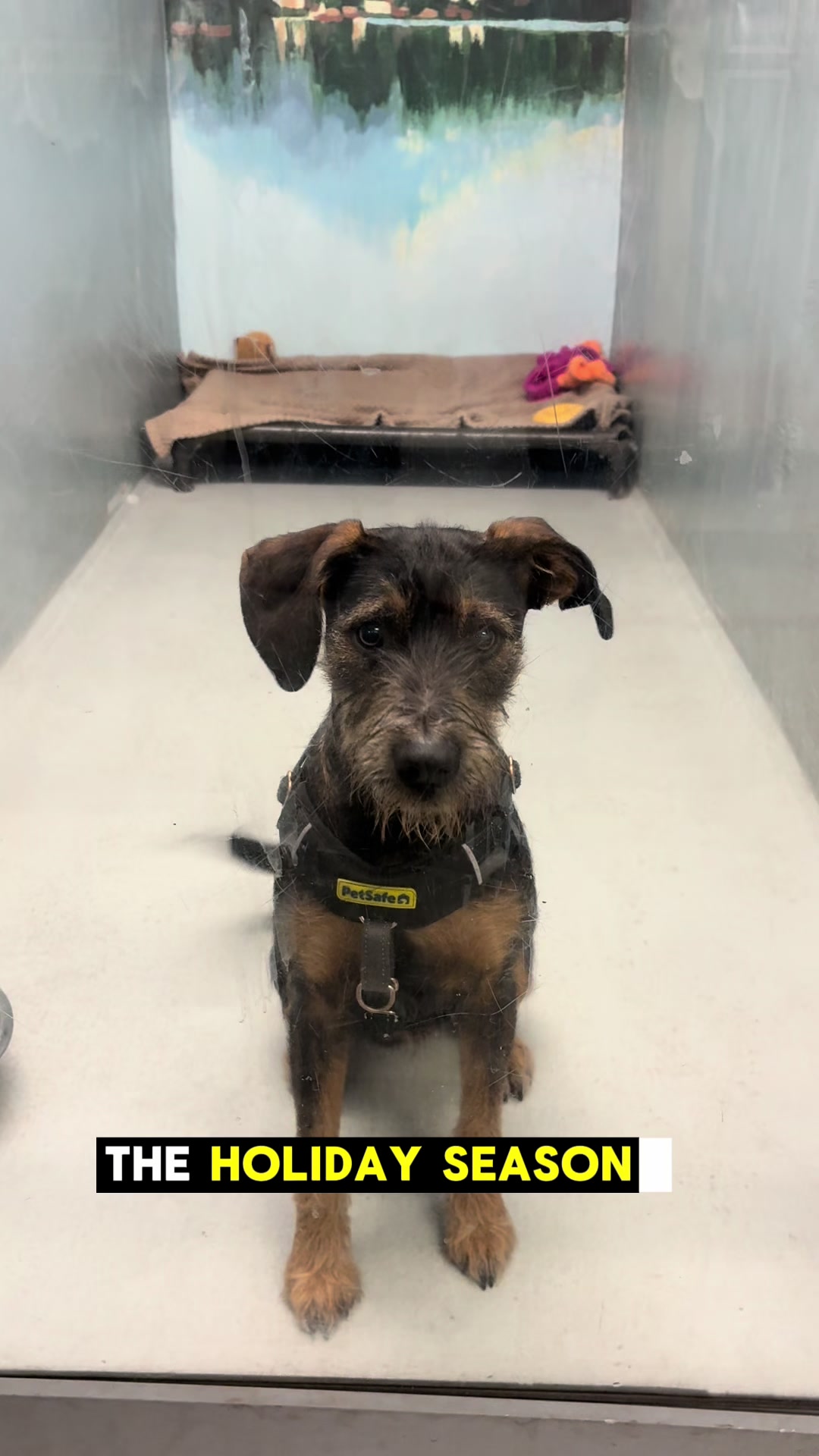 @Seattle Animal Shelter