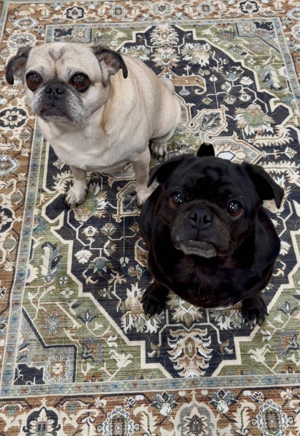 @Lovewag Pets